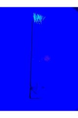 JDM Çapari 10'Lu UV