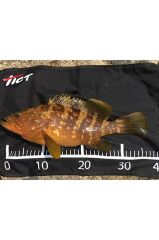 Tict Fishing Mat M